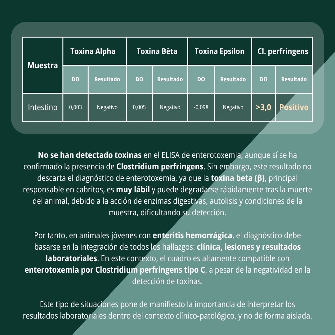 Onfalitis y enteritis hemorrágica 8