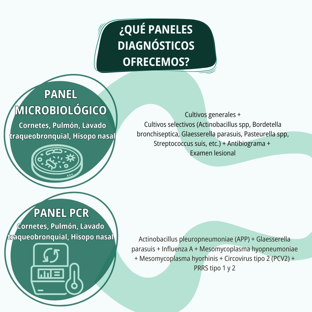 Diagnóstico respiratorio en porcino 8