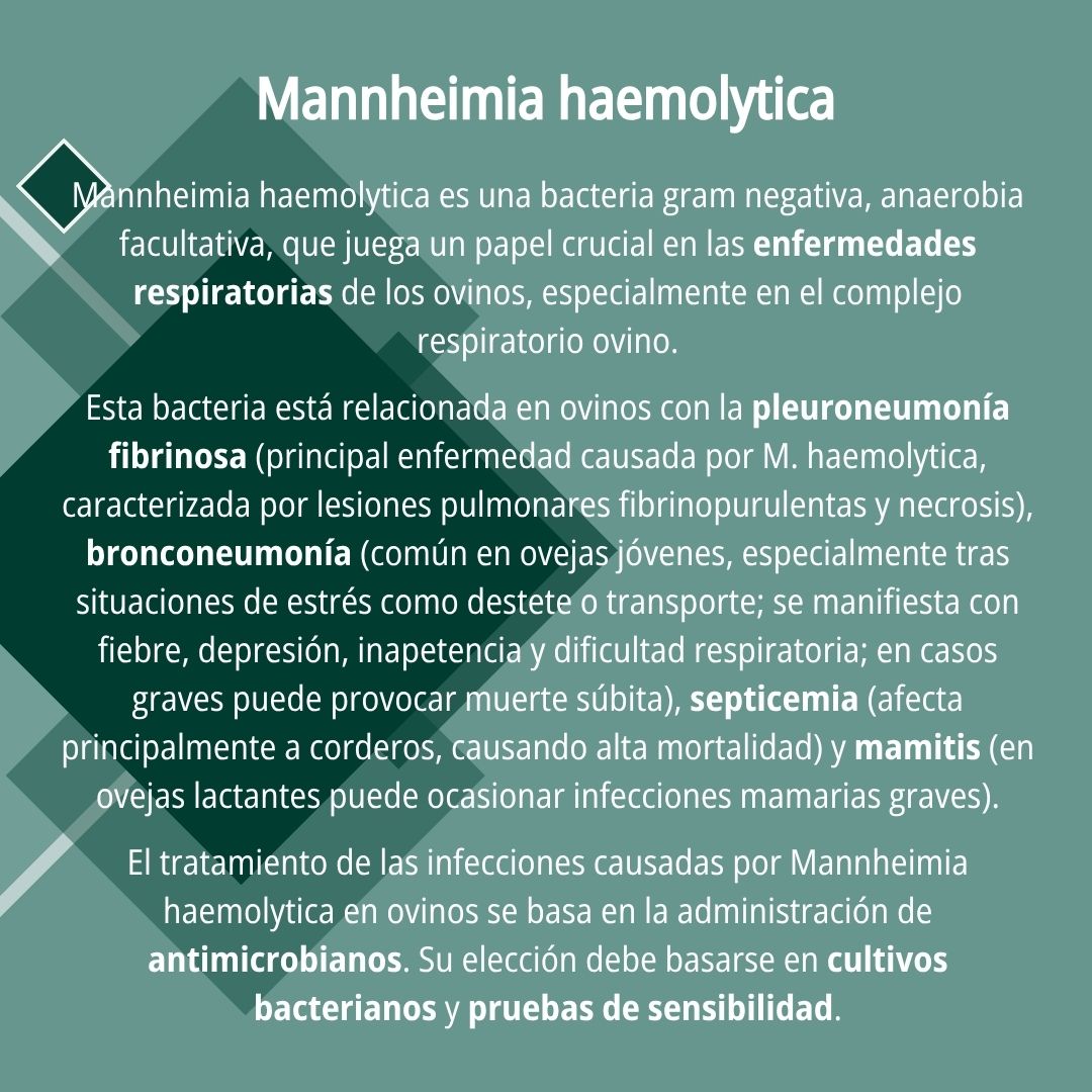 Neumonía por Mannheimia haemolytica 8