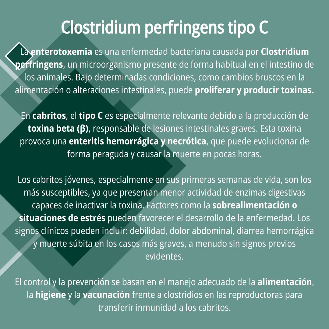 Onfalitis y enteritis hemorrágica 9