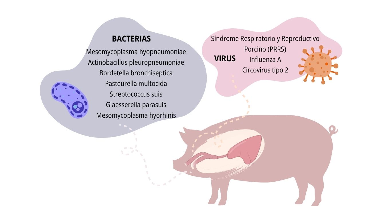 Diagnóstico respiratorio en porcino imagen destacada (11)