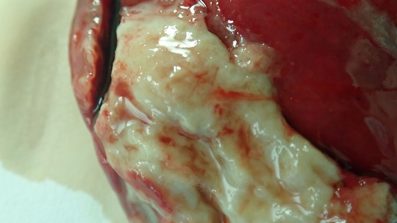 Neumonía por Mannheimia haemolytica imagen destacada (12)